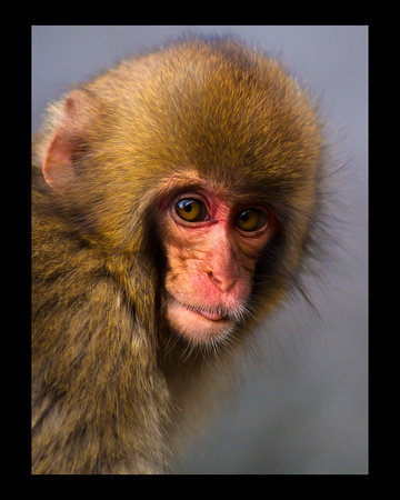 Best of Nature Category - Juvenile Snow Monkey