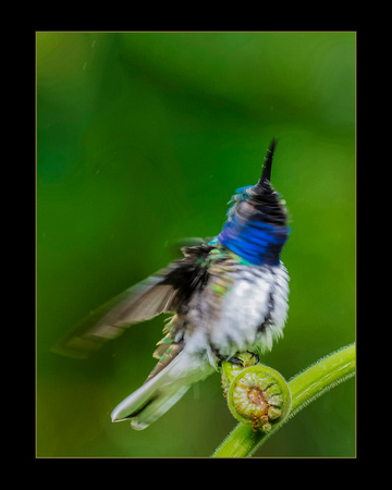 Merit - Spinning Hummingbird