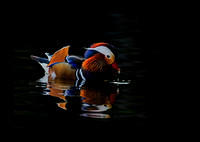 Best of Show & Best of Nature Category - A Sitting Duck