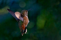 HBCL Hummingbirds