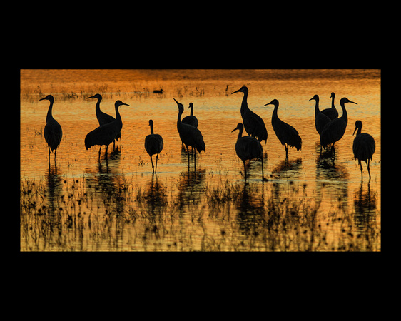 Merit - Roosting Cranes