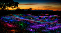 The Field of Lights