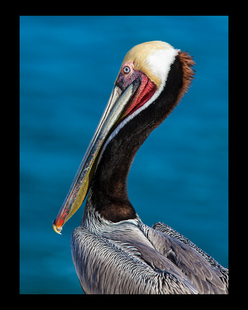 Merit - Well Groomed Pelican